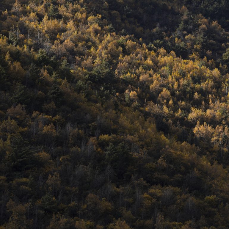 Forests turn gold under autumn sun; dappled light reveals ZheDuo Mount’s quiet, deep beauty.