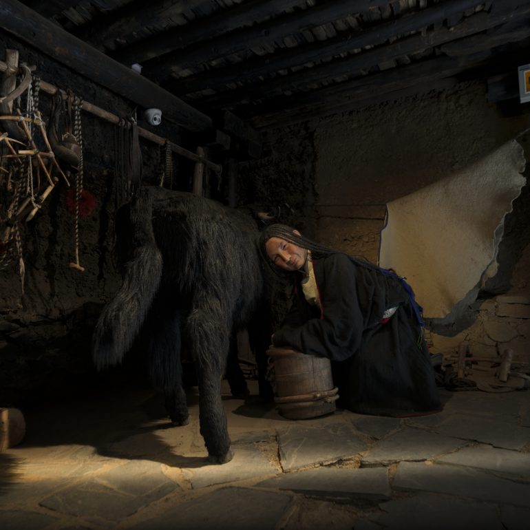 The image shows a wax figure of a Tibetan woman milking a yak at the Kham People Museum in Litang, Sichuan. Housed in a 400-year-old Tibetan residence, the museum is the world's first themed on Tibetan culture, featuring 21 lifelike figures that recreate historical scenes such as the Tea Horse Road and traditional kitchens.