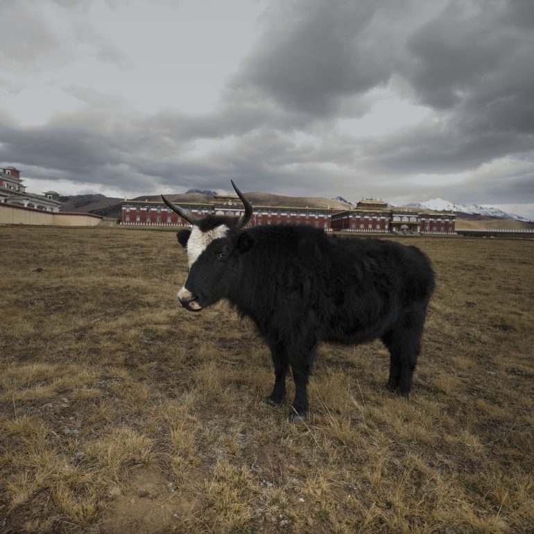 Exploring the vast plains behind Muya Monastery, home to the resilient black yak under stormy skies.