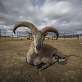 Smiling Bahral at Muya Great Monastery