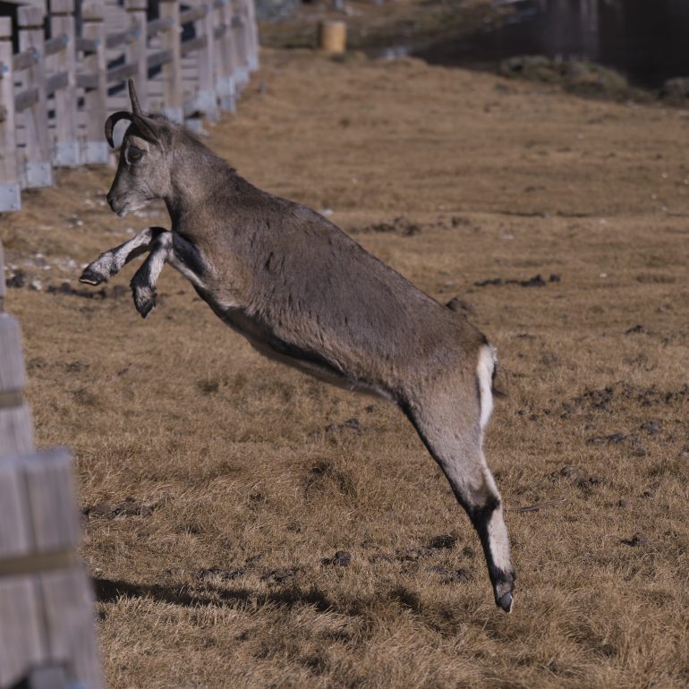 On the plateau, the bharal springs upward—light as wind, embodying nature’s raw power and agility.